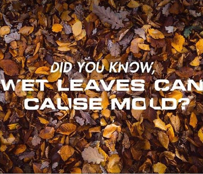 Wet leaves believe it or not, can cause mold.